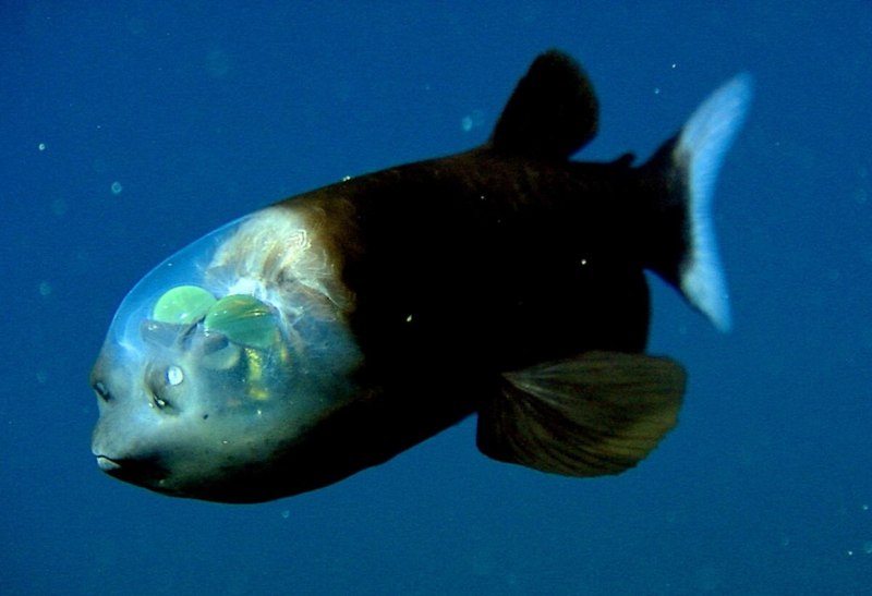 Barreleye Fish рыба