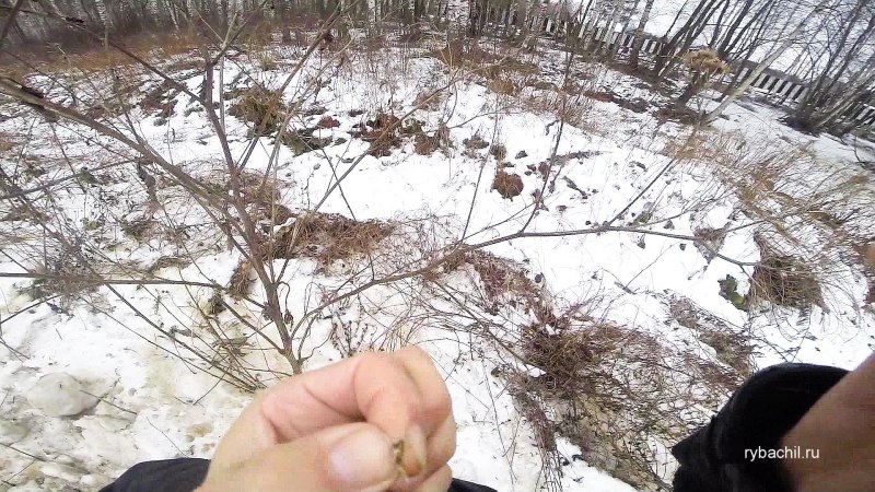 Личинка репейной моли летом