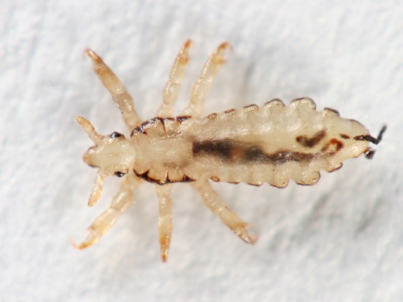 Педикулез вызванный Pediculus humanus capitis