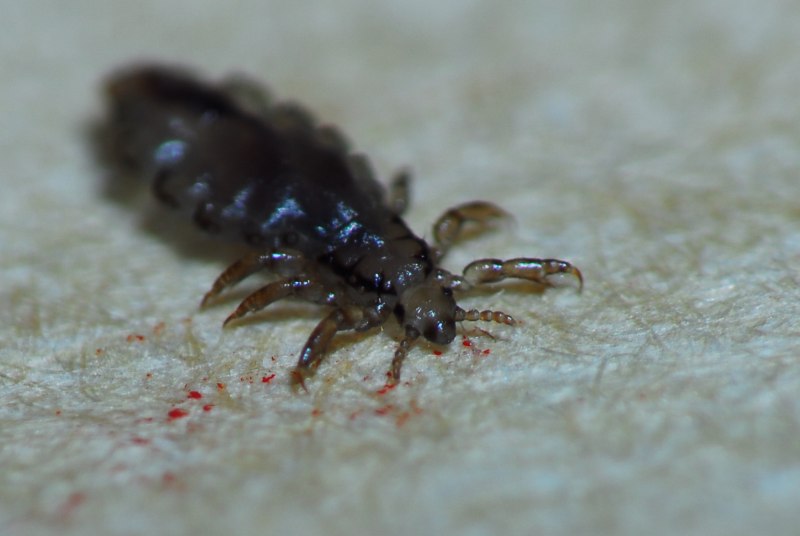 Pediculus humanus humanus и capitis