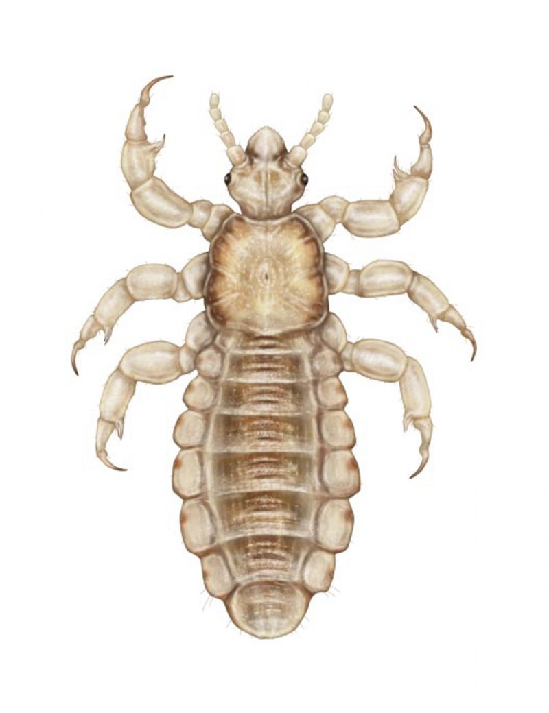 Головная вошь (Pediculus humanus capitis)