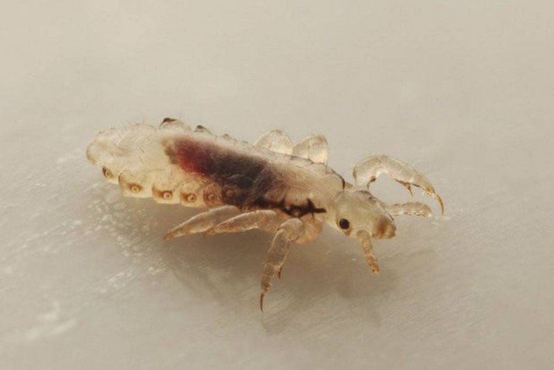 Вошь платяная (Pediculus humanus humanus