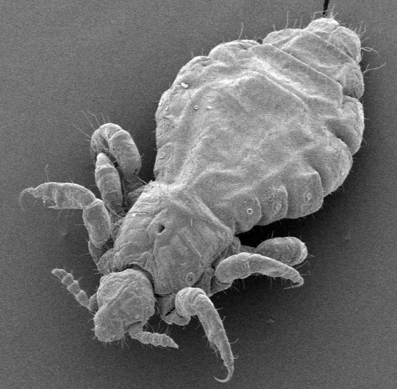 Вошь платяная (Pediculus humanus humanus