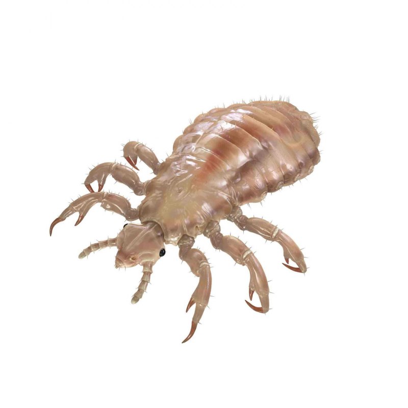 Головная вошь (Pediculus humanus capitis)