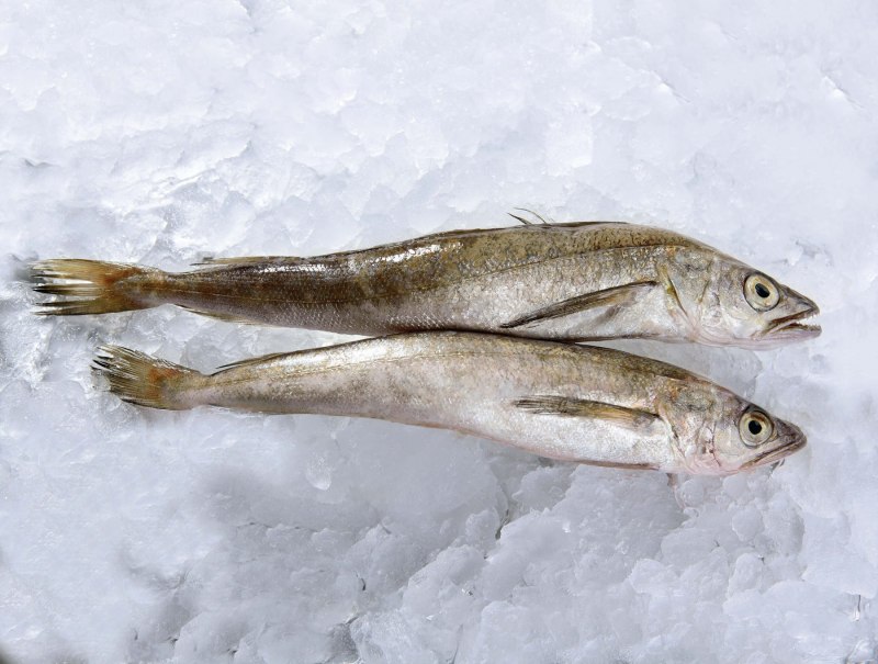 Merluccius capensis