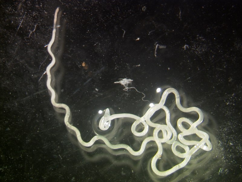 Нематод strongyloides stercoralis