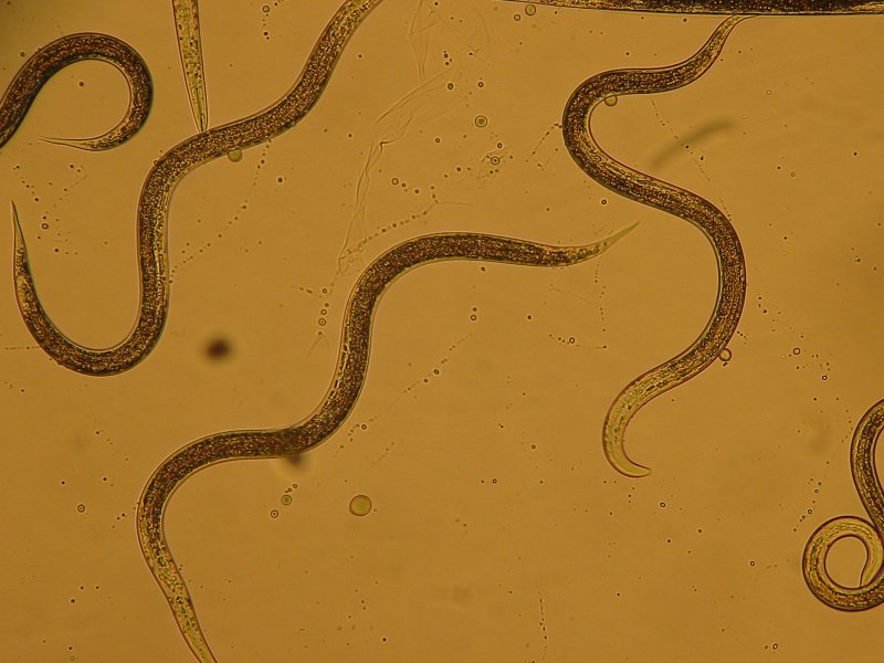Нематода Caenorhabditis elegans