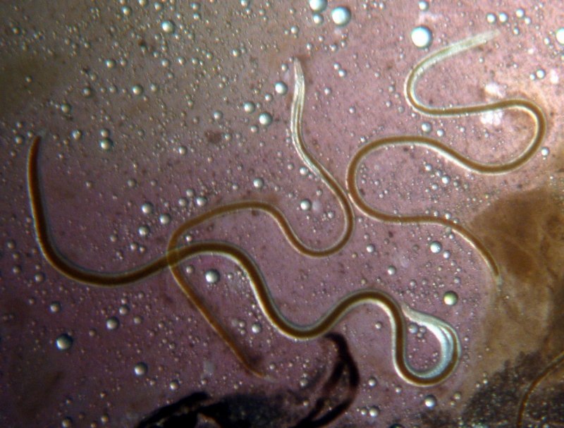 Класс нематоды (Nematoda)