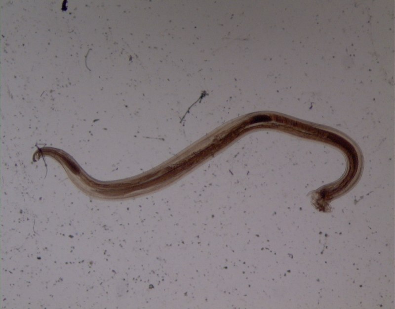 Черви Caenorhabditis elegans