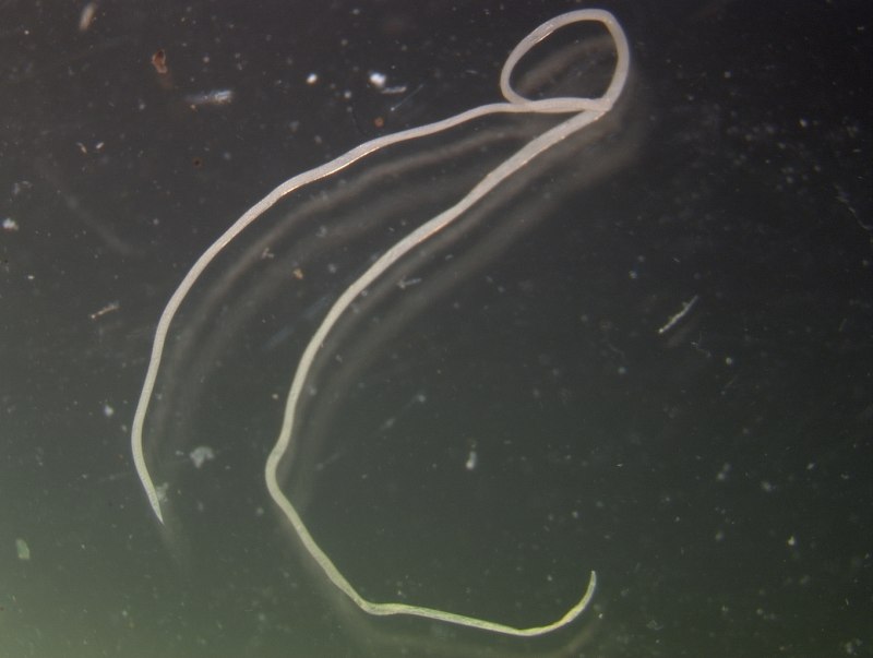 Pratylenchus penetrans нематода