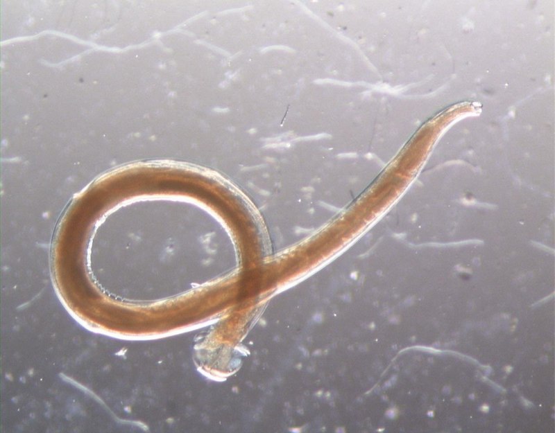 Нематоды c. elegans
