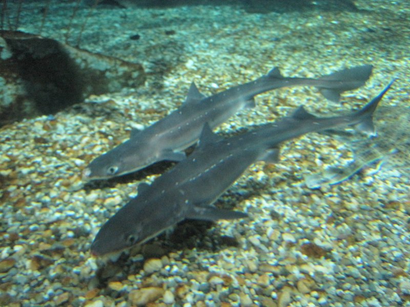 Triaenodon obesus - рифовая акула