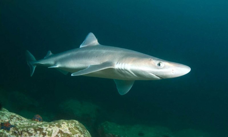 Squalus acanthias