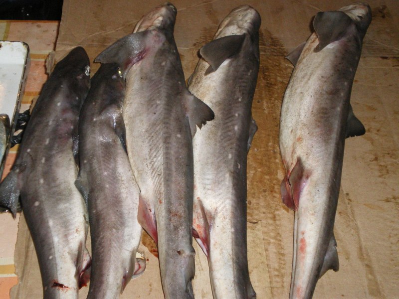 Mustelus Manazo
