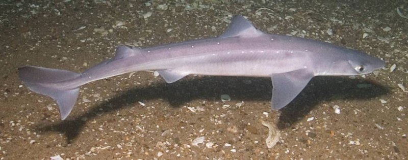 Катран акула черного моря большой