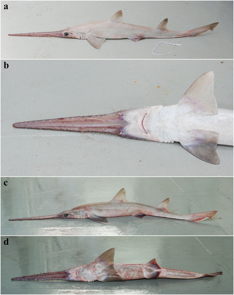 Pliotrema warreni