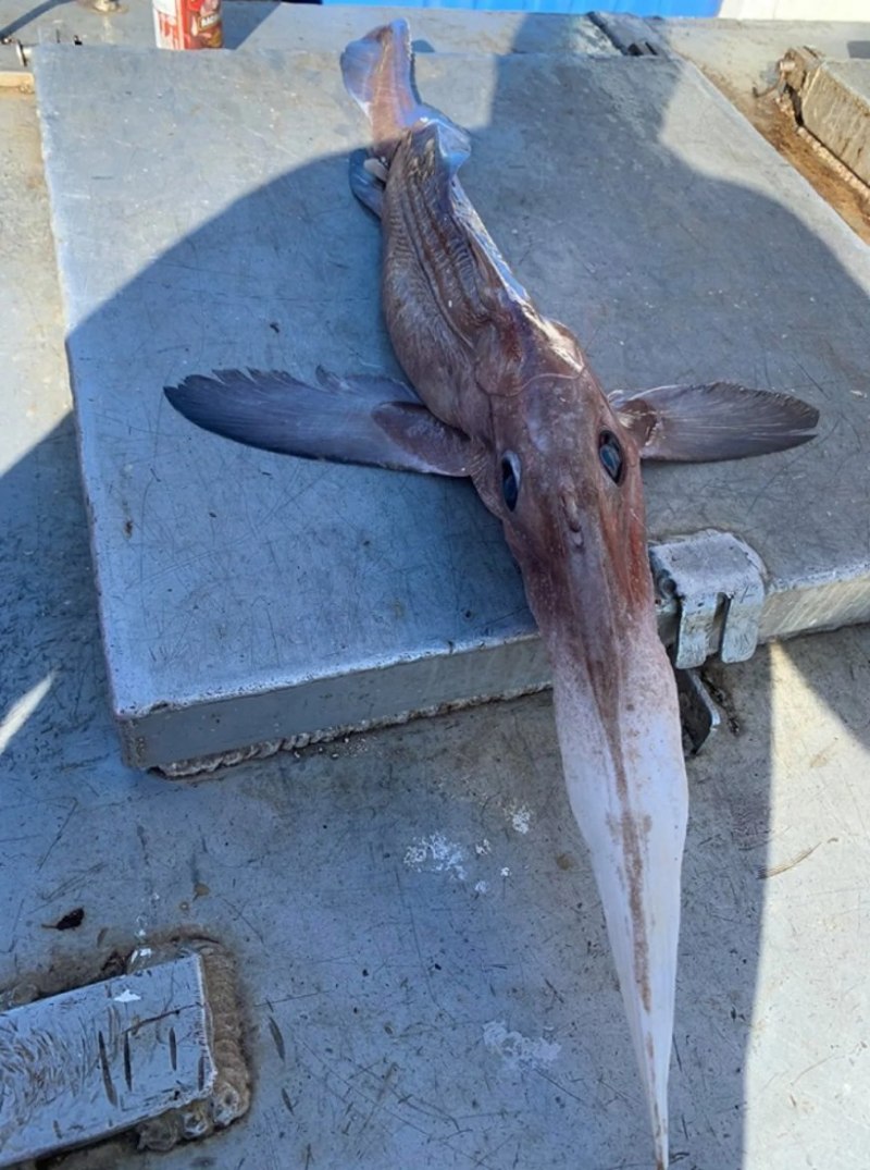 Акулы японского моря