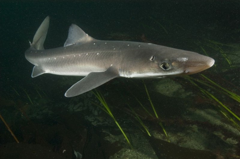Rhinobatos Rhinobatos