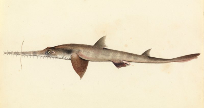 Pristiophorus cirratus