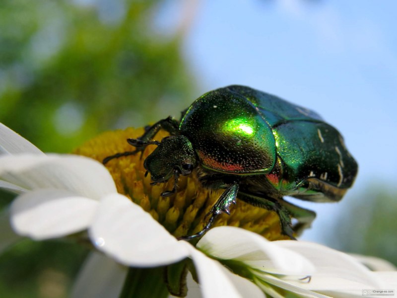 Бронзовка золотистая (Cetonia aurata)