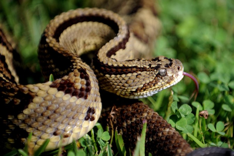 Кустарниковая гадюка (Atheris