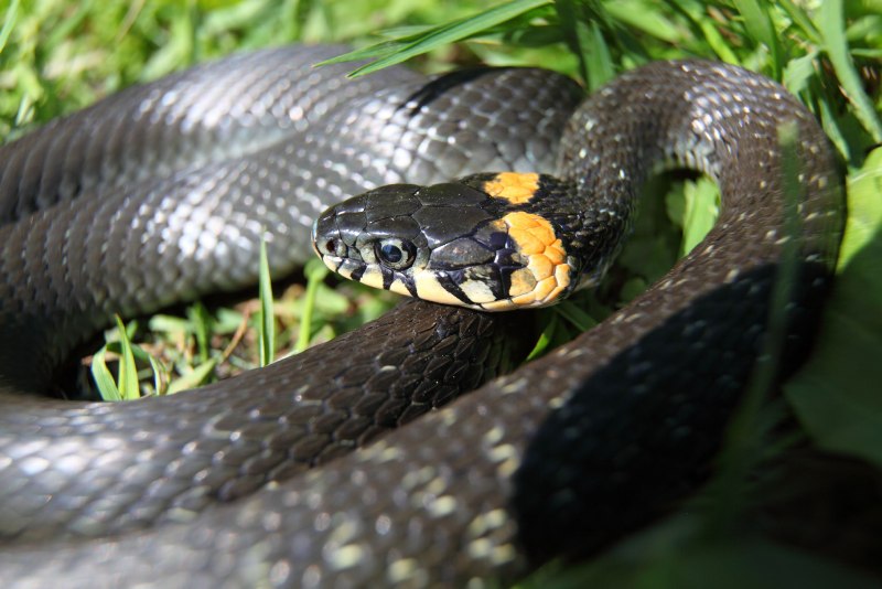 Achalinus zugorum
