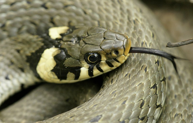 Колючая кустарниковая гадюка (Atheris hispida)
