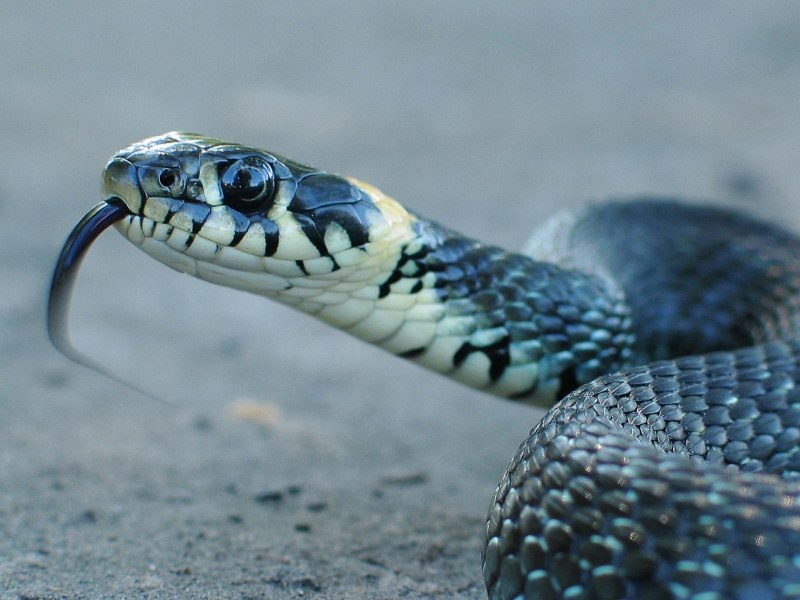 Калифорнийская Краснобокая Garter Snake змея