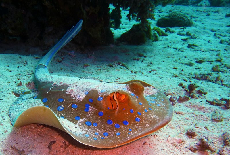Скат-хвостокол в Азовском море