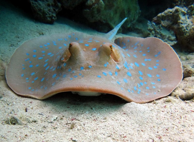 Скат хвостокол красное море