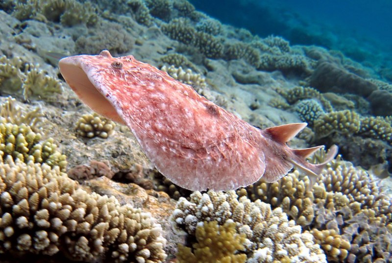 Скат хвостокол красное море