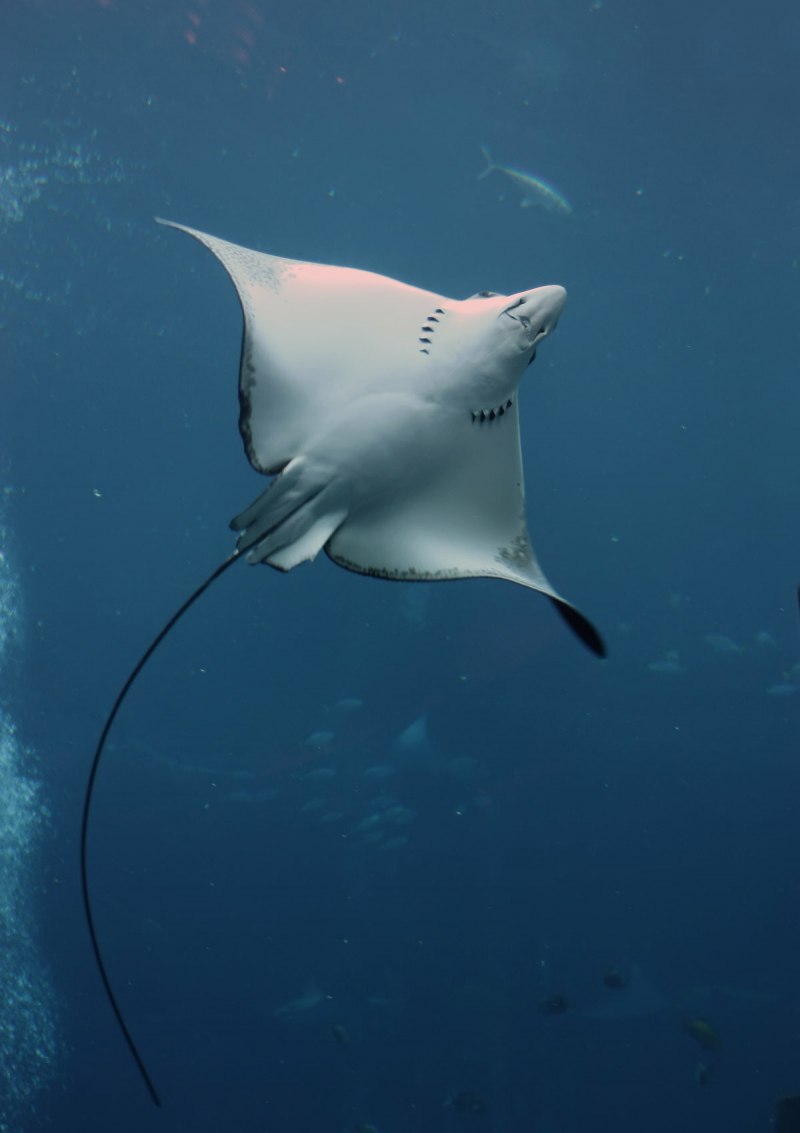 Eagle ray in Maldives