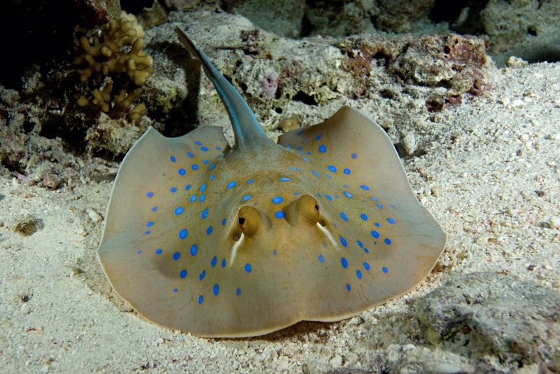 Морской Скат Манта