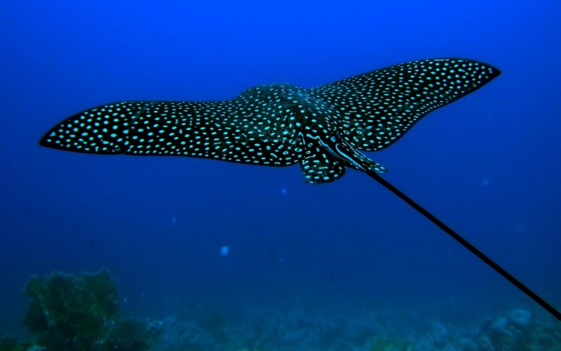 Скат Stingray