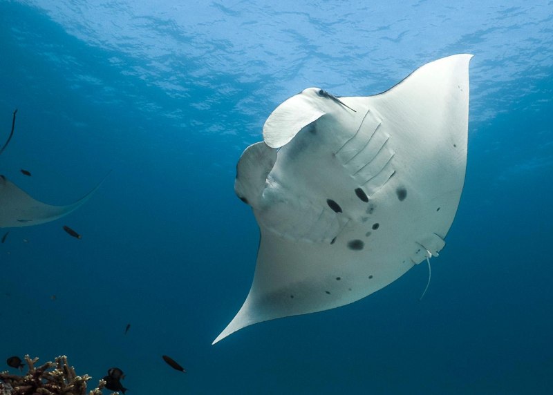 Скат-хвостокол (Whiptail Stingray)