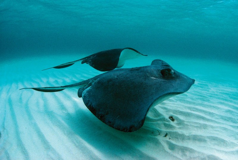 Скат хвостокол моторо