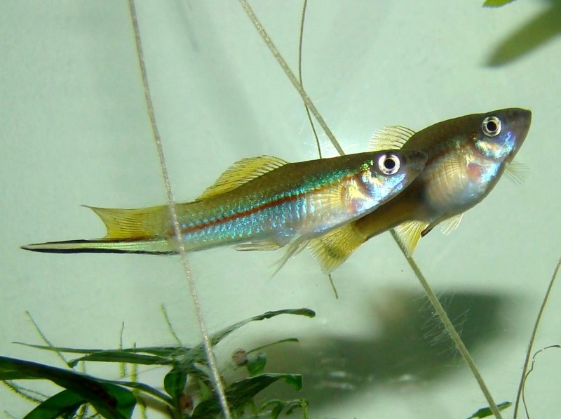 Зелёный меченосец Xiphophorus hellerii