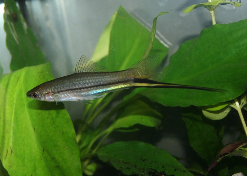 Xiphophorus montezumae
