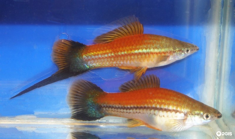 Xiphophorus hellerii