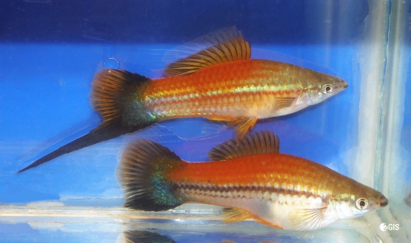 Меченосец зеленый неоновый (Xiphophorus hellerii)