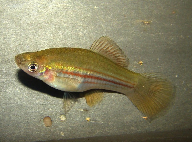 Зелёный меченосец Xiphophorus hellerii