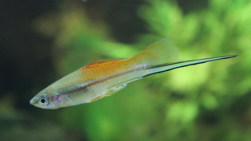 Меченосец Миллера (Xiphophorus milleri)