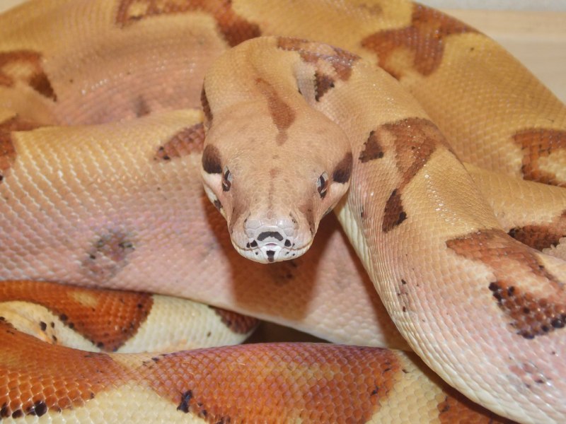 Boa Constrictor Imperator