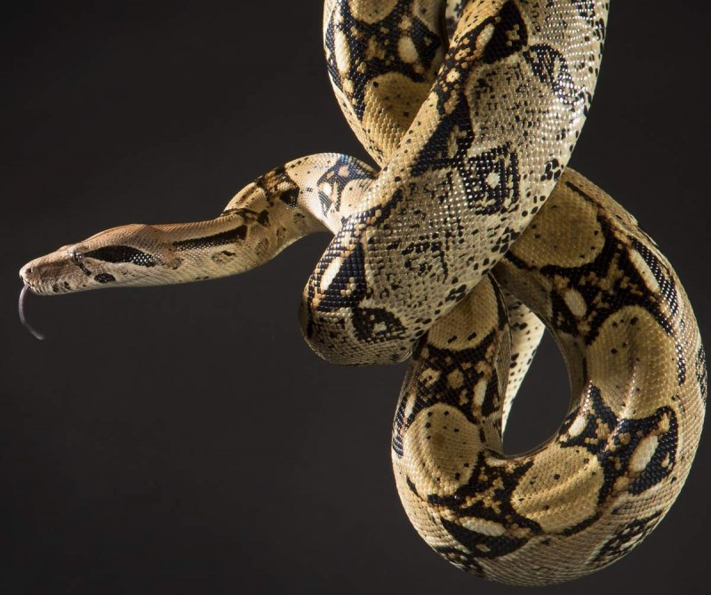 Удав обыкновенный boa Constrictor