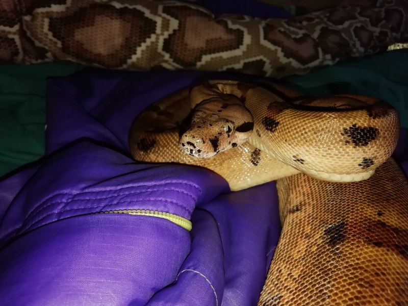 Boa Constrictor Панама