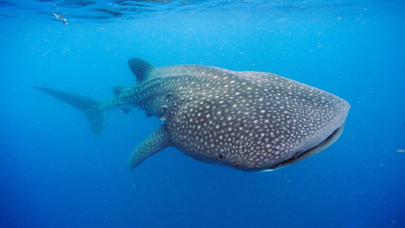 Rhincodon typus акула