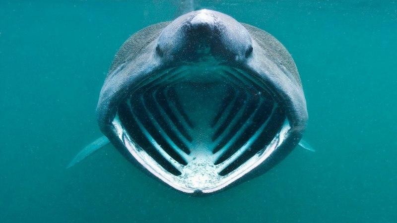 Безобидная акула (65 фото)