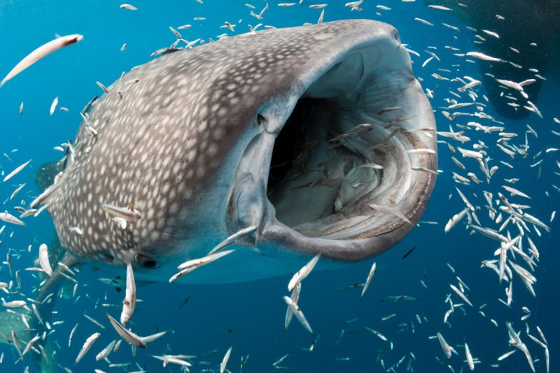 Sixgill Shark