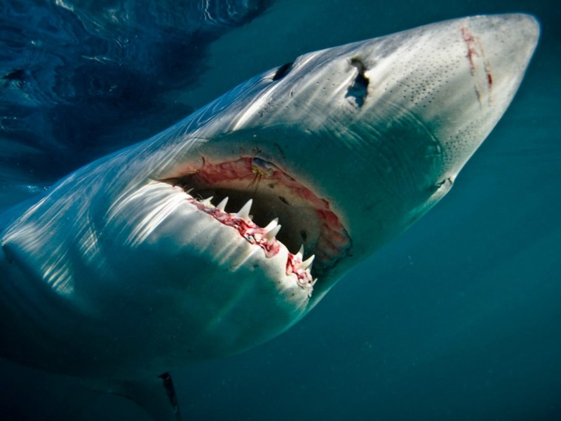 Акула Carcharodon carcharias