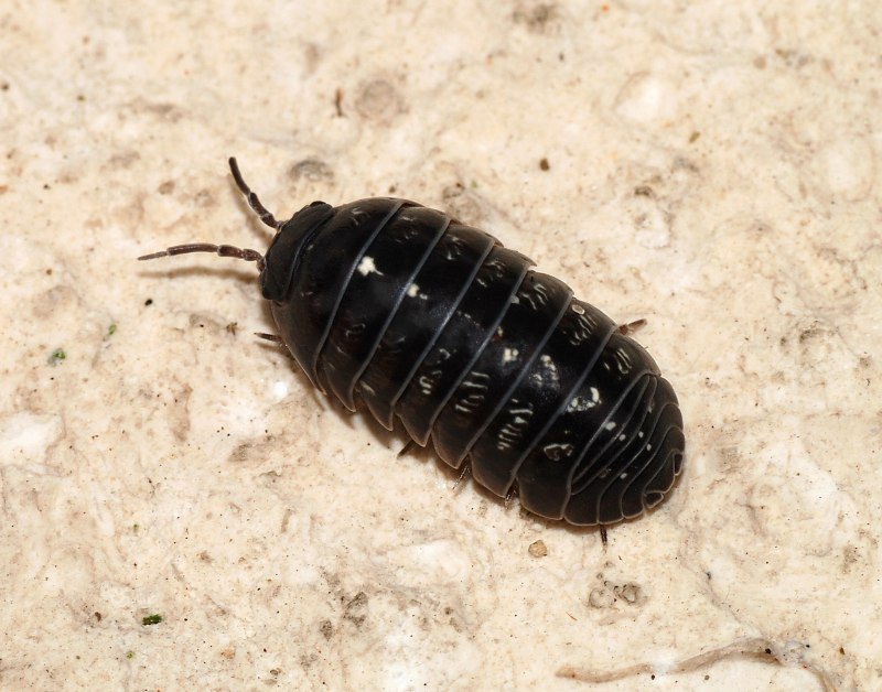 Mesidotea entomon